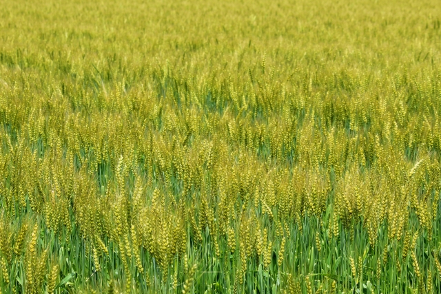 ※春の小麦畑です。